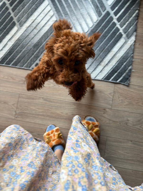 Playful poodles and a chill afternoon at home in Sofia