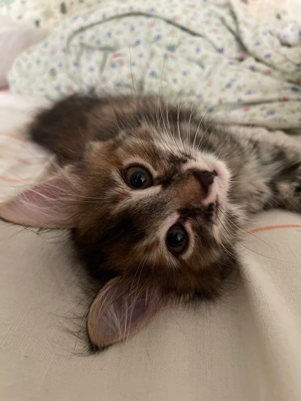 Tabby kitten and cat lounging around the house