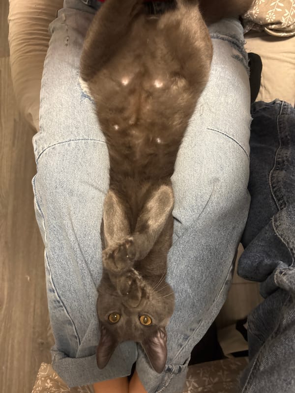 Cat relaxes on owner's lap in Sofia home