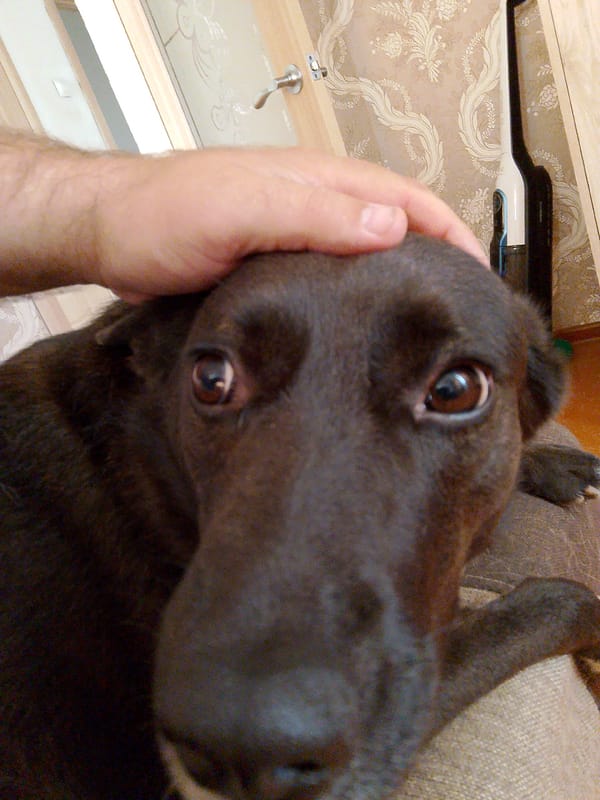 Dog rests on furniture in Russian home, multiple angles captured