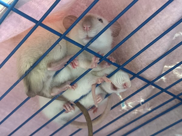Saturday morning pet scenes documented in Stavropol residential area