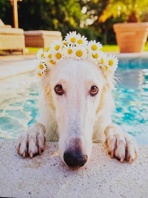 Borzoi and Saluki dogs in a relaxed, flower-crowned photo series