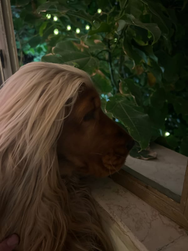 Nighttime scenes captured in Tel Aviv residential area