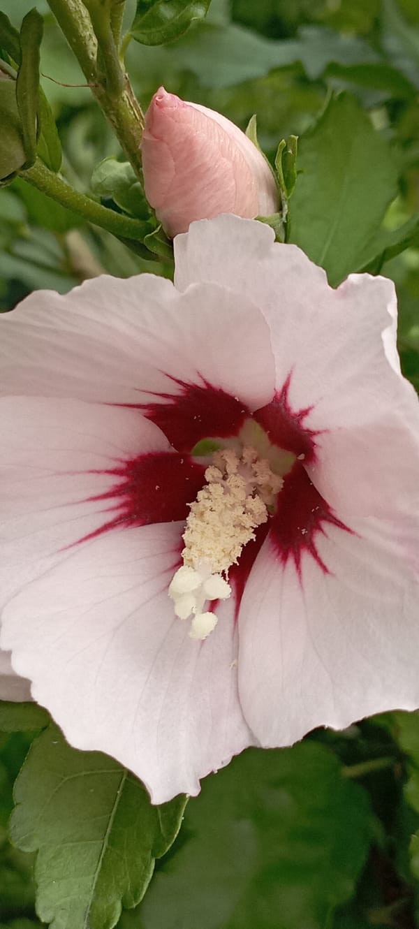 Summer garden blooms up close in Radisne, Ukraine