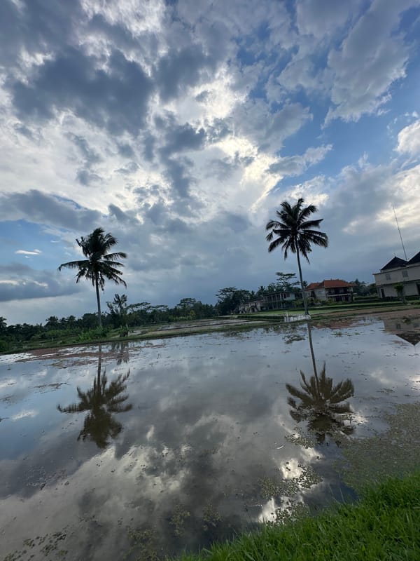 Traditional kite flying across Ubud's rice paddies on a June morning
