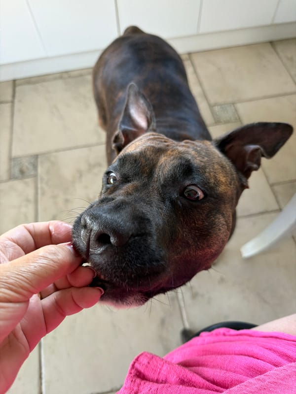 Brindle dog takes a treat in Baloži, Latvia