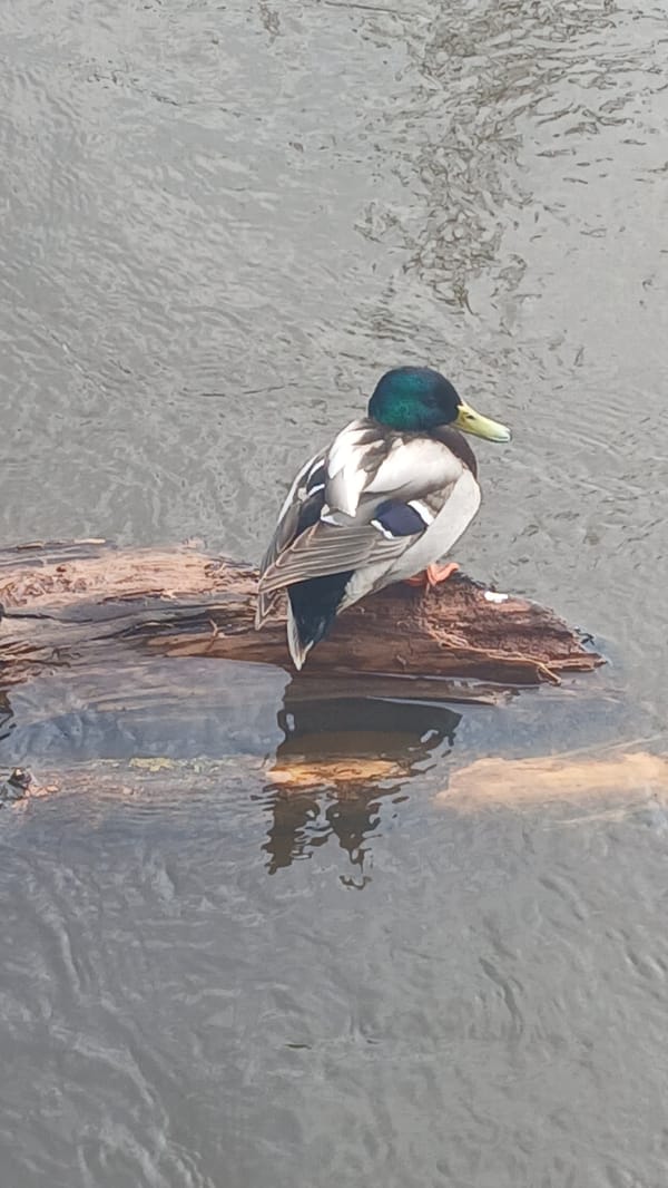 Ducks and seagulls spotted along waterway in Izhevsk