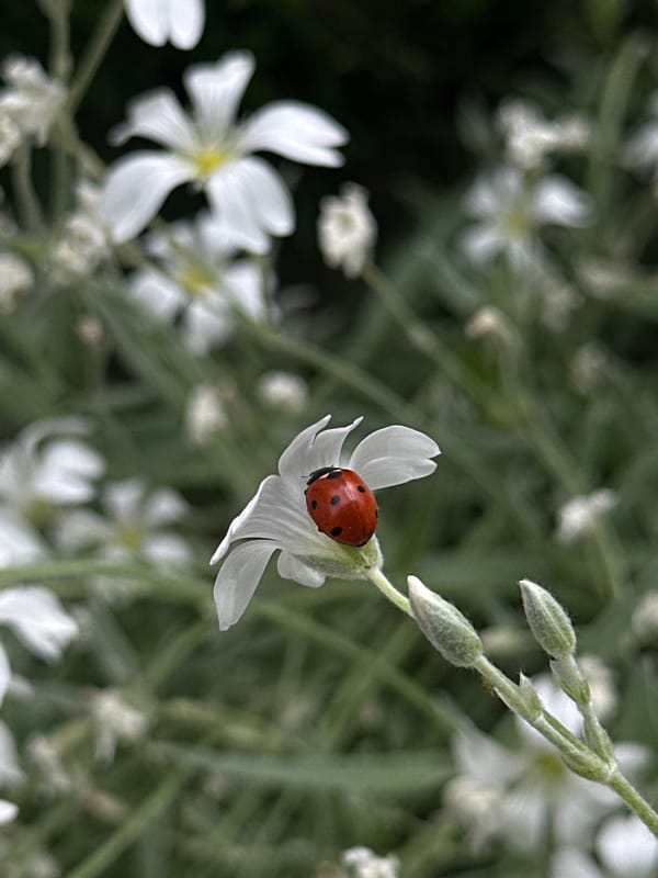 Ladybug spotted on white flowers in Varna, Bulgaria