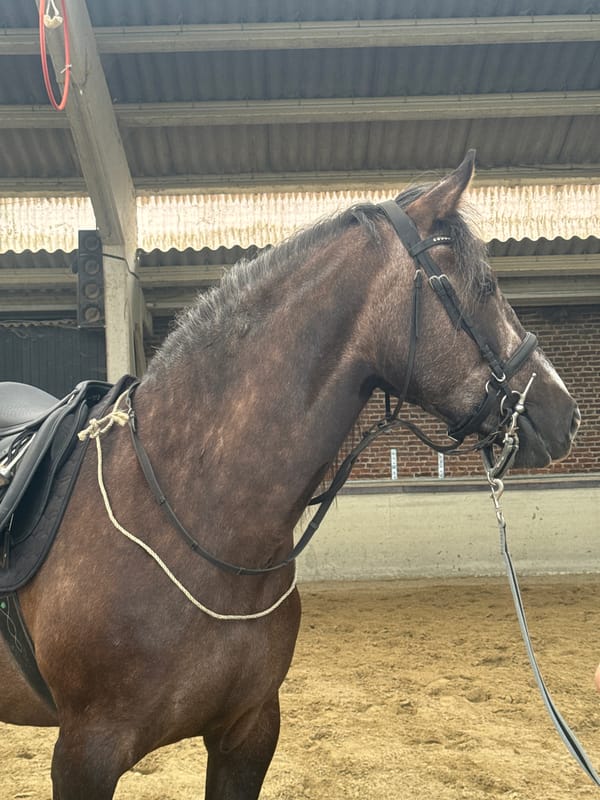 Equestrian Training Session Documented at Estaimpuis Riding Facility