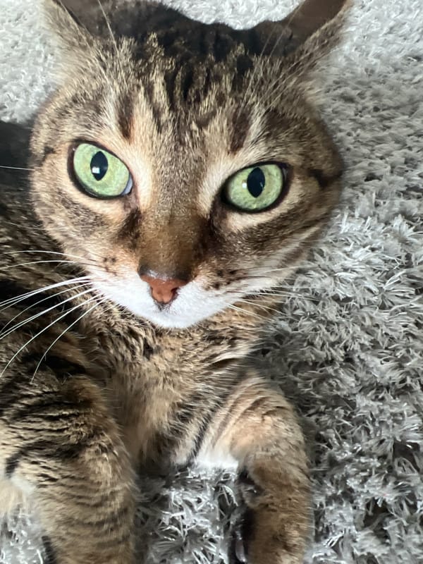 Tabby cat rests on carpet in Romanian home