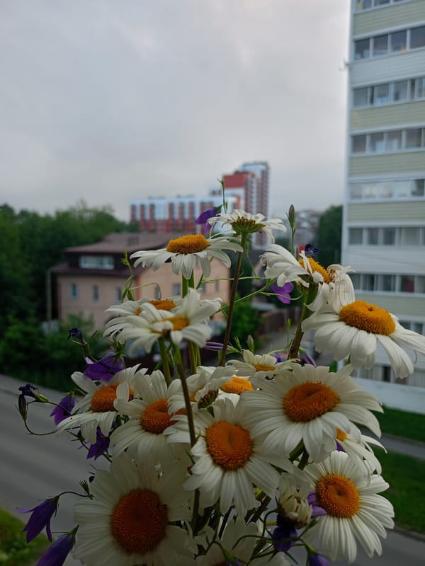 Grey cat, daisy bouquet, and a cloudy city skyline