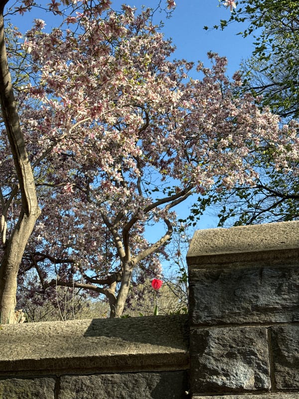 Spring afternoon stroll includes coffee stop in NYC
