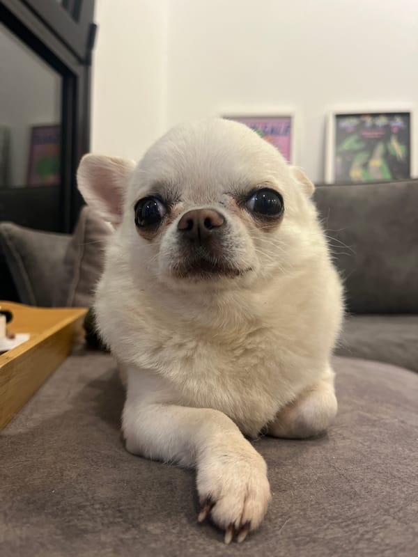 White chihuahua rests on couch in Tel Aviv home
