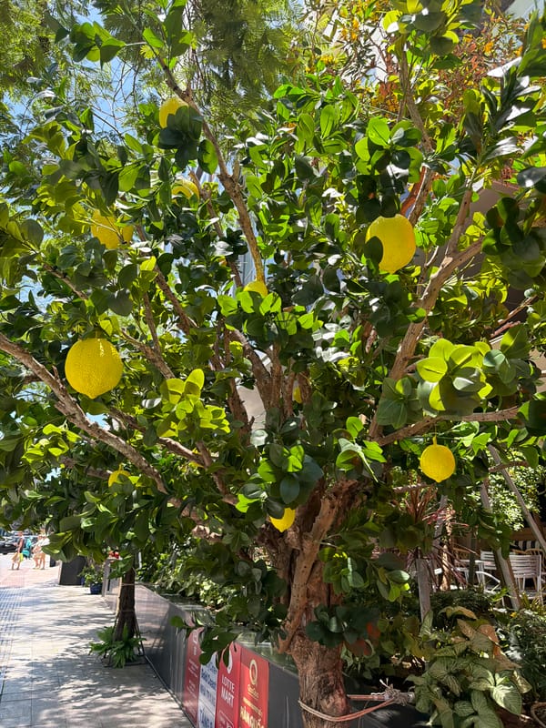 Lemon-themed street display documented in Nha Trang Ward