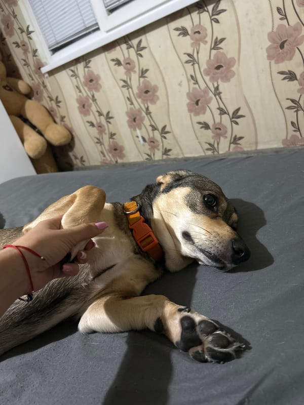 Dog rests on grey surface wearing orange collar