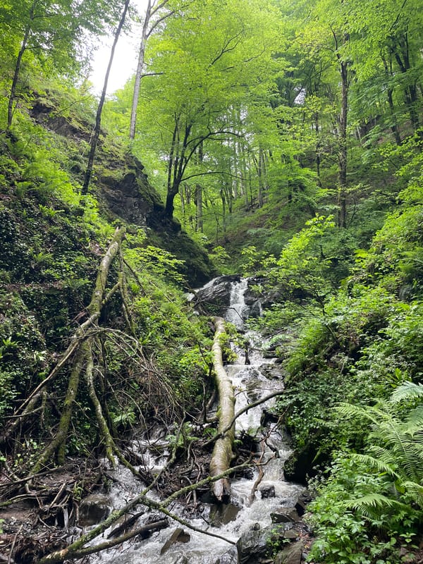 Forest stream flows through wooded area in Estosadok, Russia
