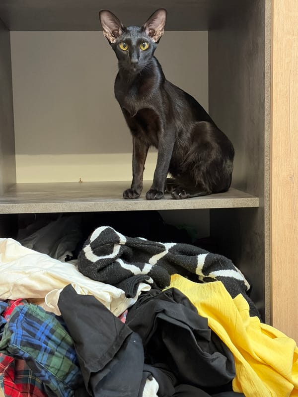 Everyday moments captured in Chaikovsky: pets, selfies, outdoor walks