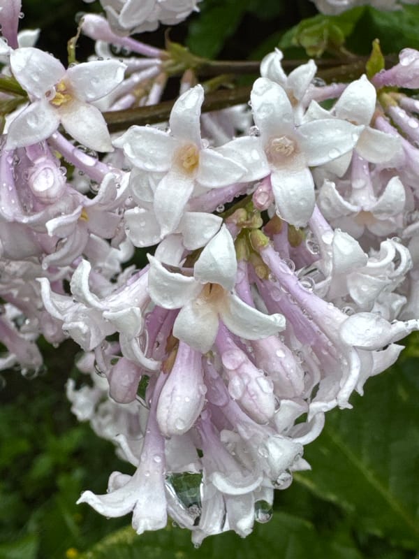 Rainy June afternoon at a Russian dacha, garden to gate