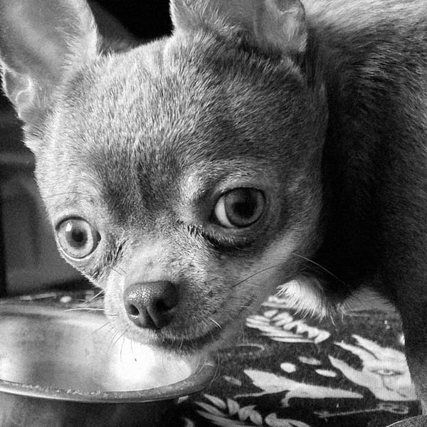 Cat and puppy spotted at feeding time in Saint Petersburg