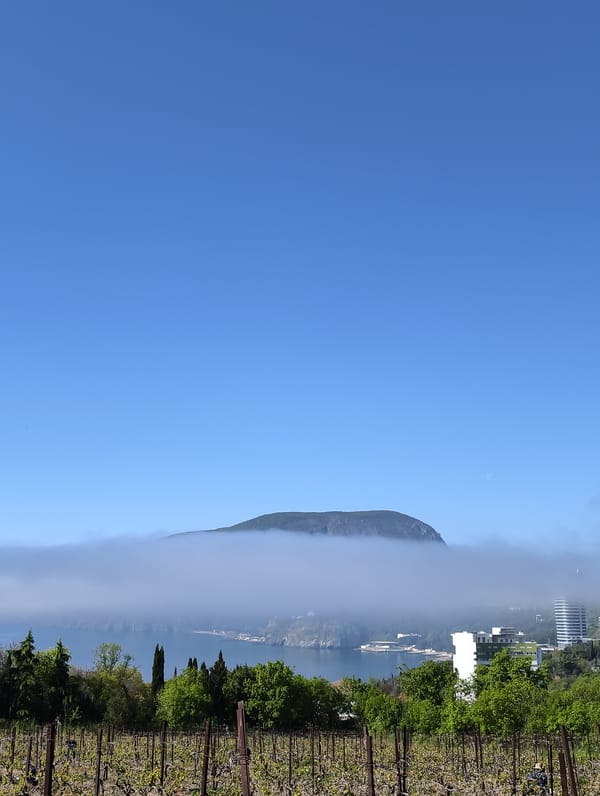 Morning fog observed over Ukrainian vineyard in Utios