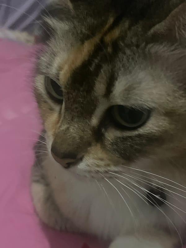 Calico cat chilling at home, caught from every angle