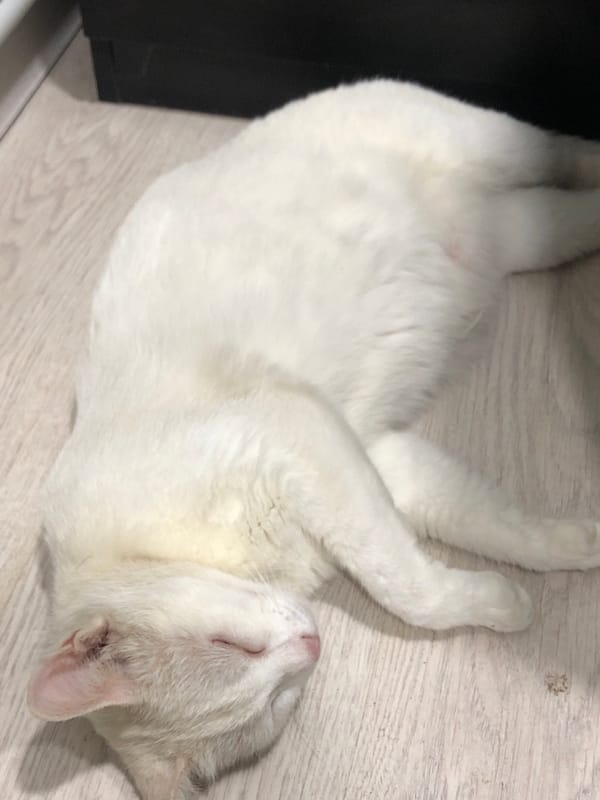 White cat napping on a wooden floor in Azerbaijan