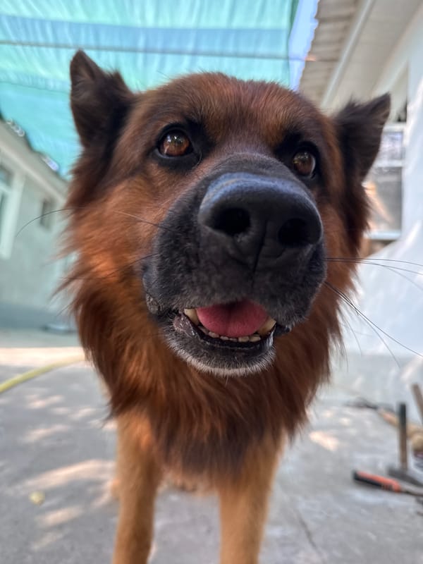 German Shepherd up close, multiple angles, Gulistan