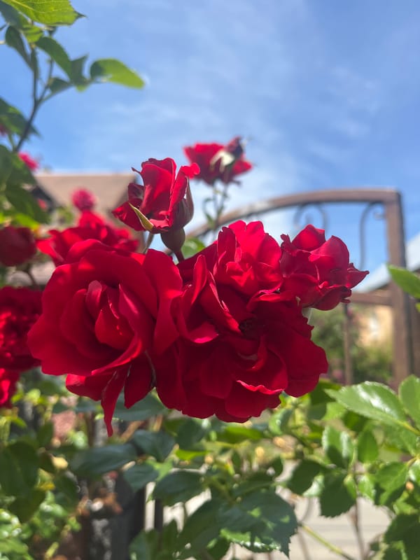 Morning garden and yard life documented in Onokivtsi, Ukraine