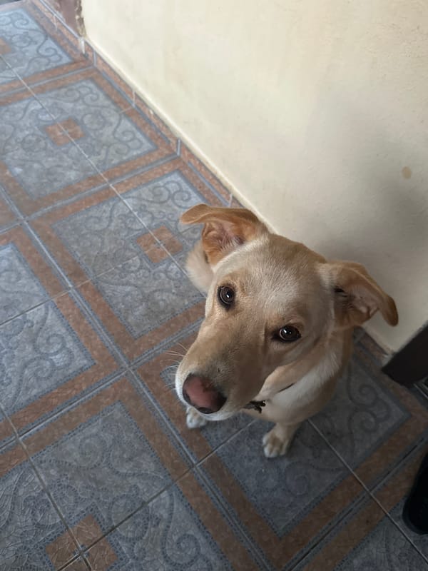 Dog playing with toy near Sochi residential streets, August 2026