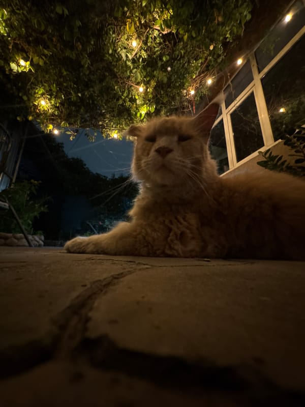 Cats and pugs in an Almaty backyard on a summer night
