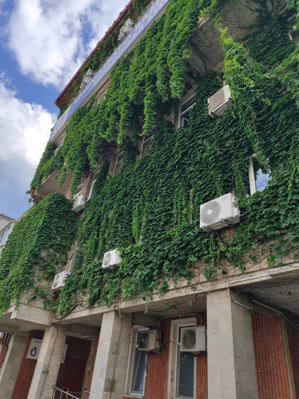 Ivy-covered café and lavender streets in Constanța, Romania