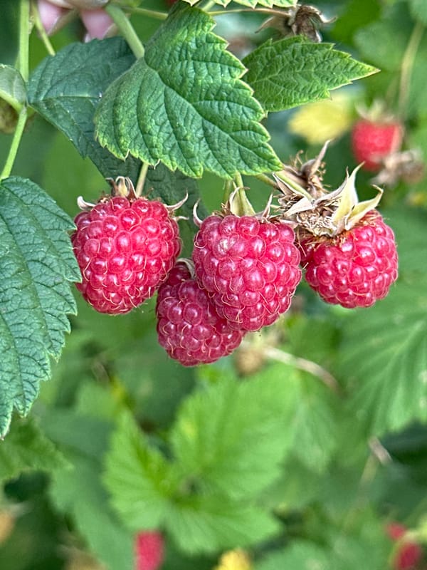 Raspberry picking and garden life in Perm, Russia