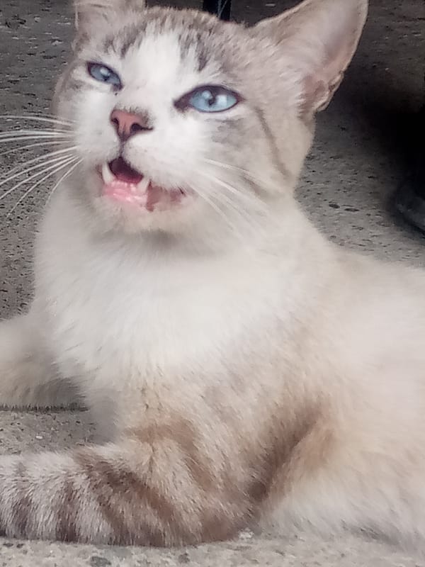 Blue-eyed cat photographed under cloudy skies in El Dátil