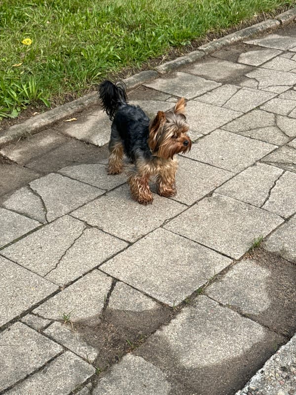 Yorkshire Terrier on a sunny morning walk in Rudamina