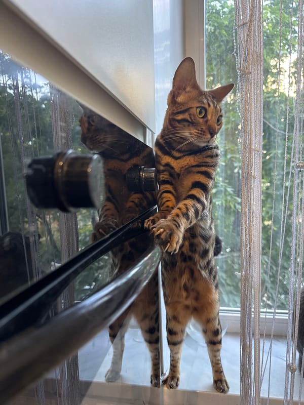 Domestic morning moments with Bengal cats, husky, and owner