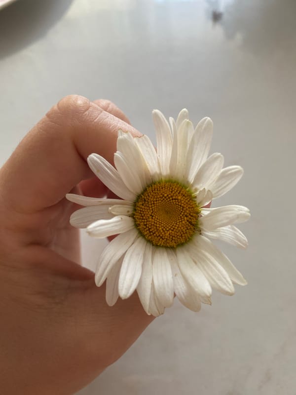 Close-up details: daisy, houseplant, and fresh strawberries indoors