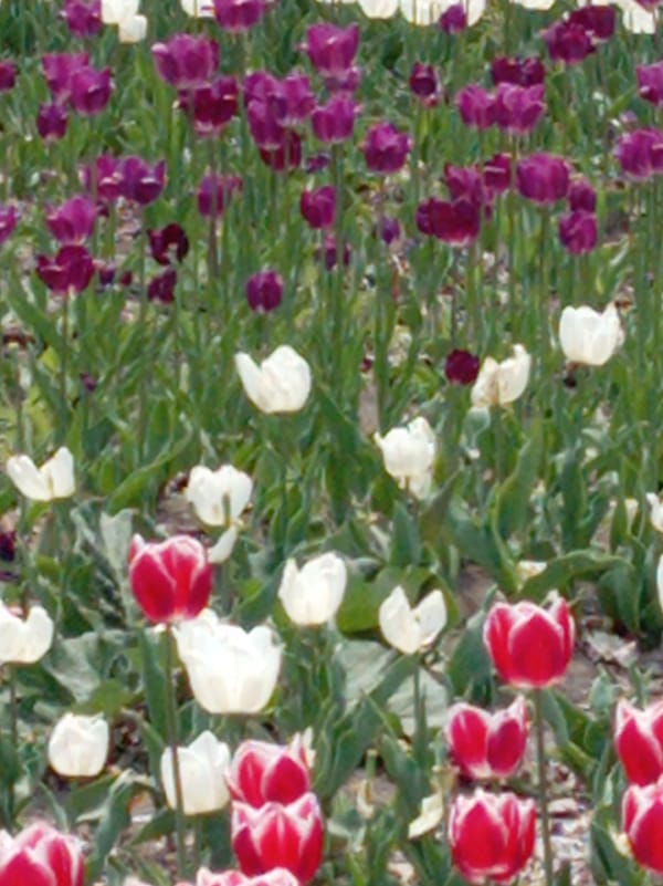 Spring scenes and local landmarks documented in Artyom, Russia