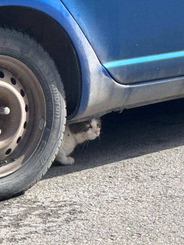 Morning street scenes and cats observed in Varna, Bulgaria