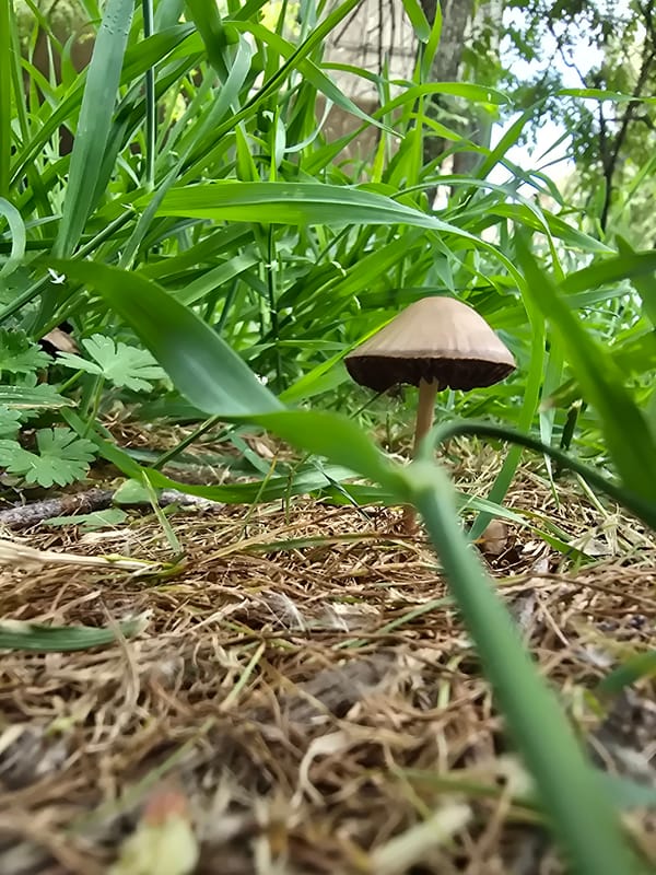 Mushrooms spotted in grass patches, wooden planks observed