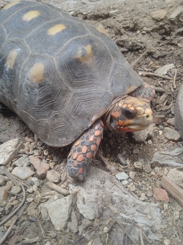 Tortoises, dogs, and a cat going about their day