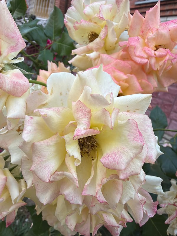 Roses and a dressed-up dog in a Ternopil courtyard