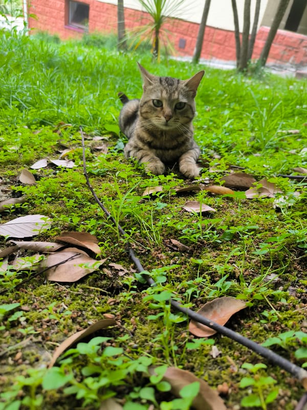 Feeding and photographing a cat colony on mossy outdoor steps