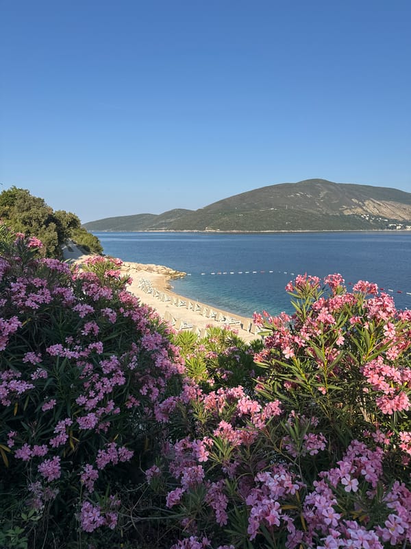 Sunny coastal lookout framed by blooming pink oleanders