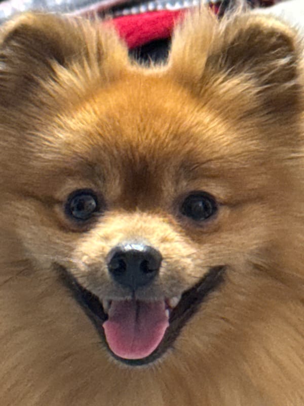 Pomeranian dog photographed at home in Khimki, Russia
