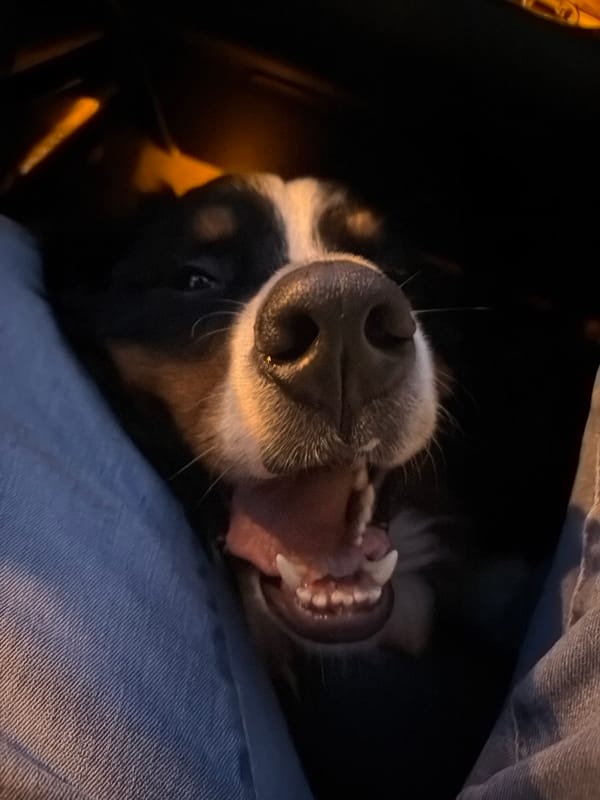 Bernese Mountain Dog takes it easy on a car ride near Moscow