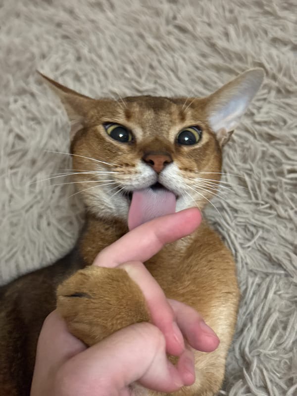Abyssinian cat and friends, casual evening in Chaikovsky