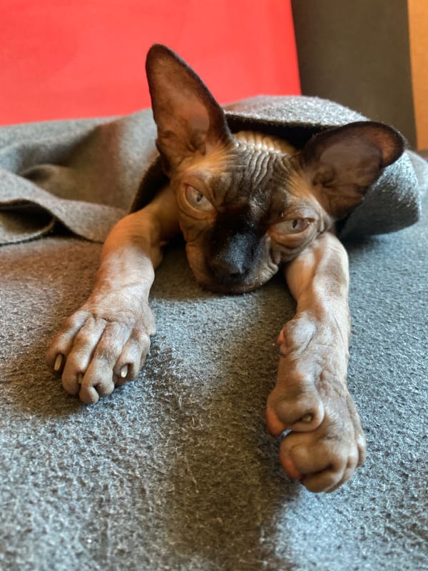 Hairless cat photographed resting on blanket in Minsk