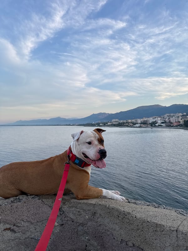 Dog by the waterfront, cobblestone streets — Bastia evening