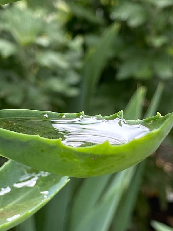 Macro garden session: ladybugs, flies, flowers, and dewdrops up close