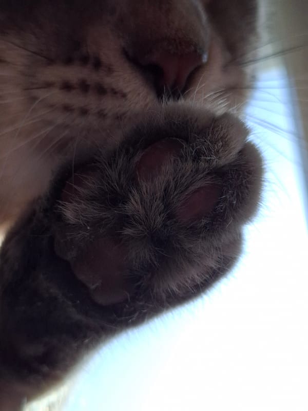 Gray tabby cat photographed multiple times in Novi Sad home